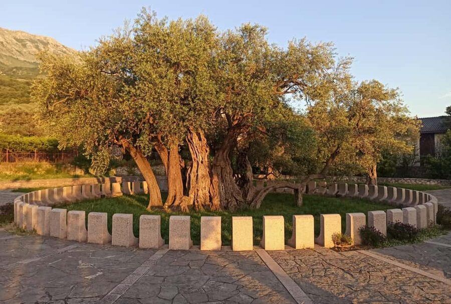 Bar: Montenegro Highlights Tour for Cruise Passengers - A 2,000-year-old olive tree near Tomba