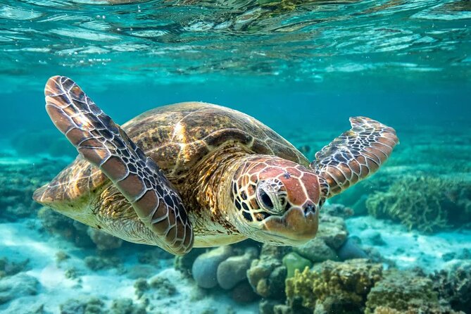 Barbados Shore Excursion: Carlisle Bay Turtle & Shipwreck - What the Carlisle Bay cruise actually delivers