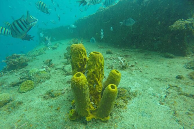 Barbados Shore Excursion: Carlisle Bay Turtle & Shipwreck - The shipwreck stop has the strongest underwater scenery