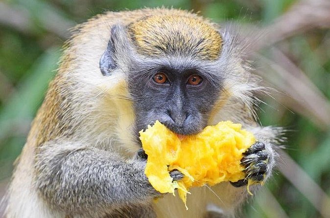 Barbados Shore Excursion: Wildlife Encounter and Beach Day - Who should book this Barbados excursion?