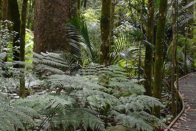 Bay of Islands Glow Worm Caves & Scenic Shore Excursion - How the 5.5-hour schedule feels in practice