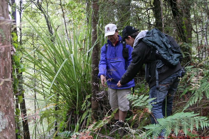 Bay of Islands Shore Excursion: Puketi Rainforest Guided Walk - Why Puketi Rainforest is worth your shore time