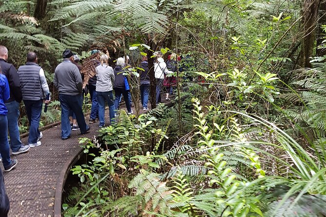 Bay of Islands Shore Excursion: Puketi Rainforest Guided Walk - Waterfalls, stories, and morning tea