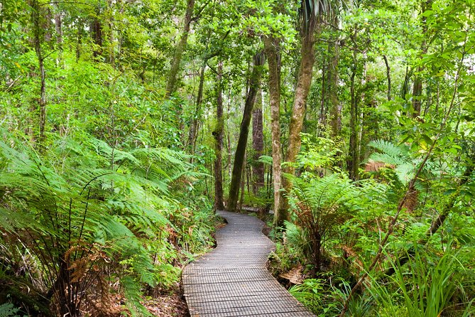 Bay of Islands Shore Excursion: Puketi Rainforest Guided Walk - The guides make a real difference