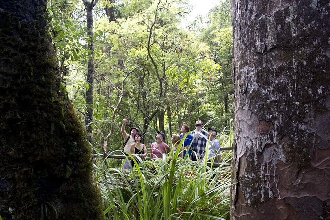 Bay of Islands Shore Excursion: Puketi Rainforest Guided Walk - The ride from Waitangi Wharf