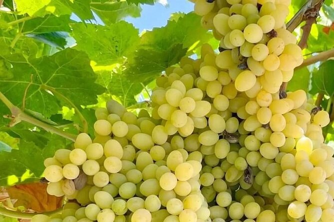 Best Rhodes Tour with Wine Tasting Experience from Cruise Port - Rhodes Old Town after the countryside