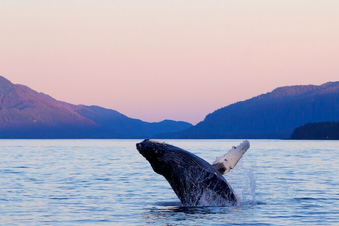 Best Whale Watching and Wildlife Shore Excursion in Sitka - Why the six-person boat changes the day