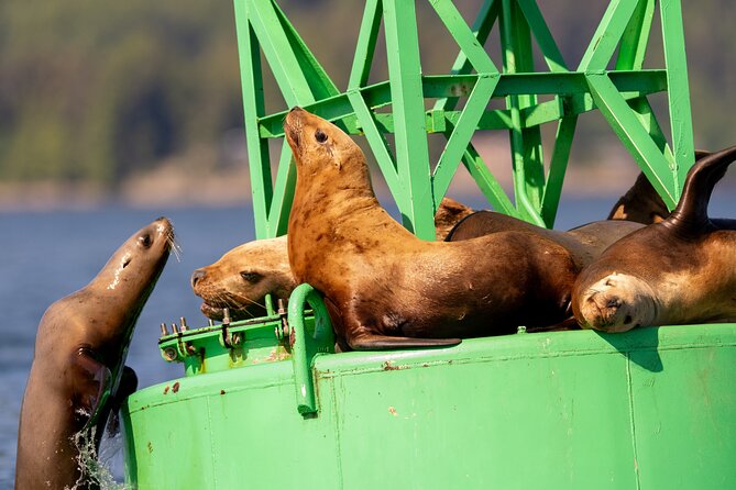 Best Whale Watching and Wildlife Shore Excursion in Sitka - The route through Sitka Sound and toward Baranof Island