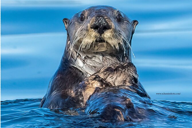 Best Whale Watching and Wildlife Shore Excursion in Sitka - A patient approach to whales