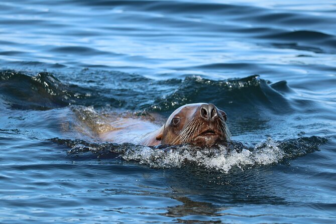 Best Whale Watching and Wildlife Shore Excursion in Sitka - Practical details for a cruise stop