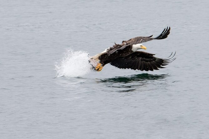 Best Whale Watching and Wildlife Shore Excursion in Sitka - Who will enjoy this Sitka excursion most?