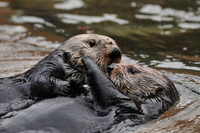Best Whale Watching and Wildlife Shore Excursion in Sitka - Should you book it?