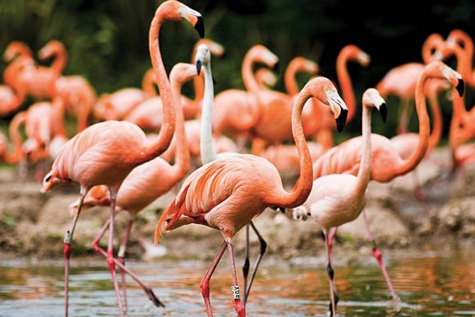 Bonaire Shore Excursion: The Bonaire Highlights Tour - What the Bonaire Highlights Tour actually gives you