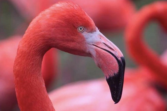 Bonaire Shore Excursion: The Bonaire Highlights Tour - How the small group changes the experience