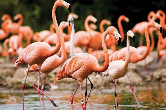Bonaire Shore Excursion: The Bonaire Highlights Tour - Is $89.23 a fair price?