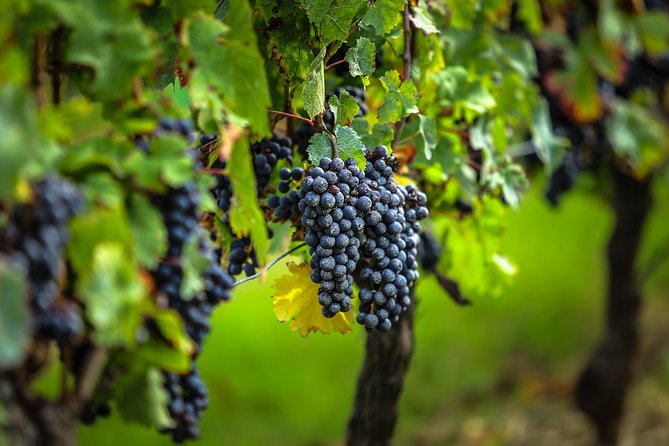 Bordeaux Cruise Port Shore Excursion: Full-Day Private Medoc Wine Tour - Pauillac and the central tasting stop