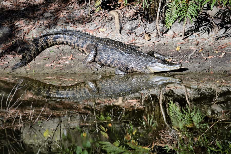 Cairns Shore Excursion: Crocodile & Wildlife Park Tour - Why Hartley’s crocodile cruise is the main event
