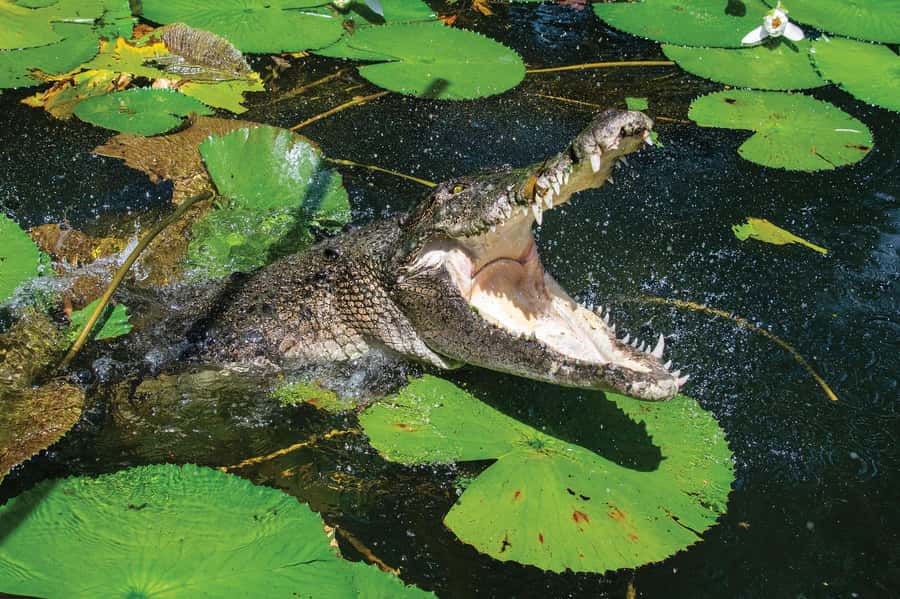 Cairns Shore Excursion: Crocodile & Wildlife Park Tour - The 10:30 AM departure from Cairns