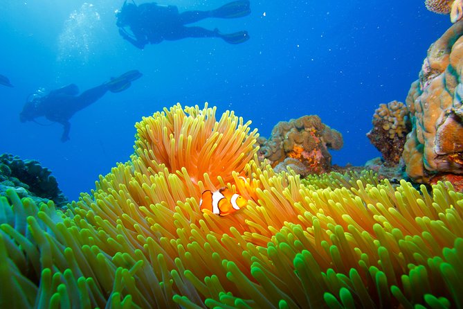 Calypso Outer Great Barrier Reef Cruise from Port Douglas - Snorkeling for beginners and confident swimmers