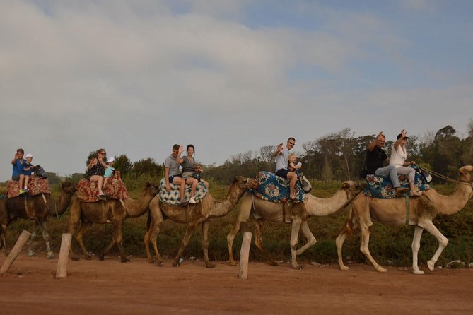 Camel riding in Agadir for Cruise ship Passengers - From Agadir port to the camel ranch