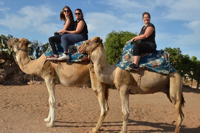 Camel riding in Agadir for Cruise ship Passengers - The Souss River stop
