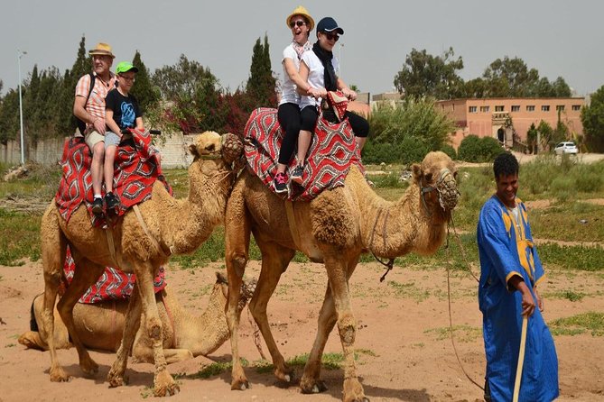 Camel riding in Agadir for Cruise ship Passengers - Getting acquainted with your dromedary