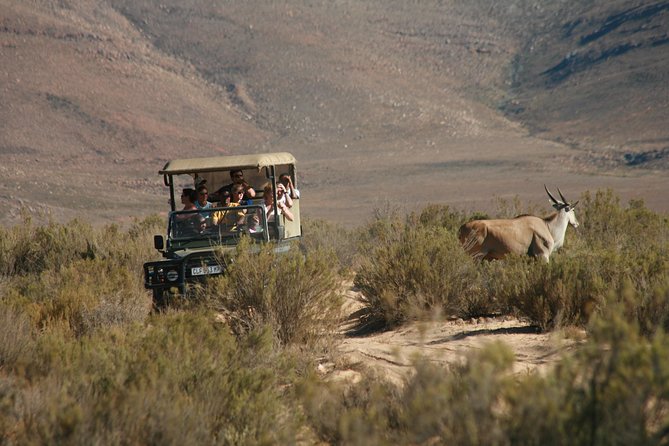 Cape Town Shore Excursion: Big Five Game Reserve from Cape Town - Three hours in an open safari vehicle
