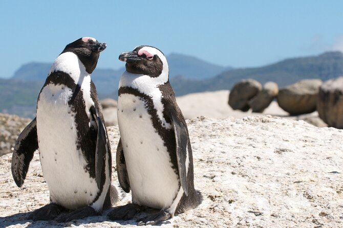 Cape Town Shore Tour: Table Mountain, Penguin & Cape Point - Why this shore tour covers so much of Cape Town