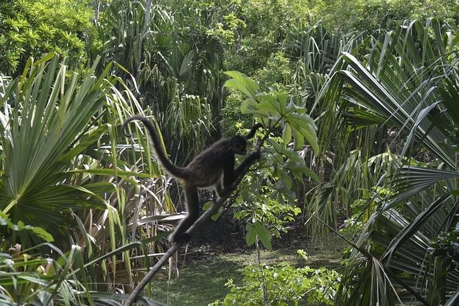 Chacchoben Mayan Ruins Tour from Costa Maya Cruise Port - Walking, climbs, and wet-weather concerns