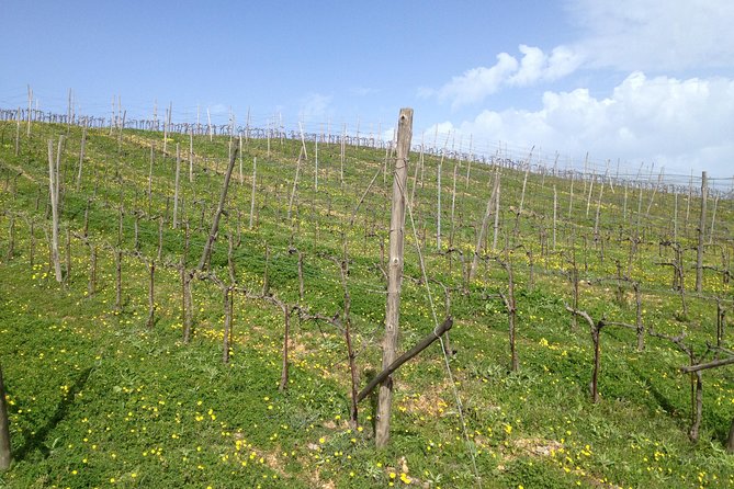 Chania Shore Excursion Off Road Vineyard and Winery Tour Half Day - Why this shore excursion is different
