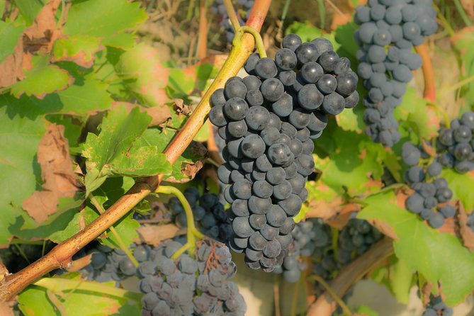 Chianti Experience Shore Excursion from Livorno Port - Greve’s Piazza Matteotti and local food