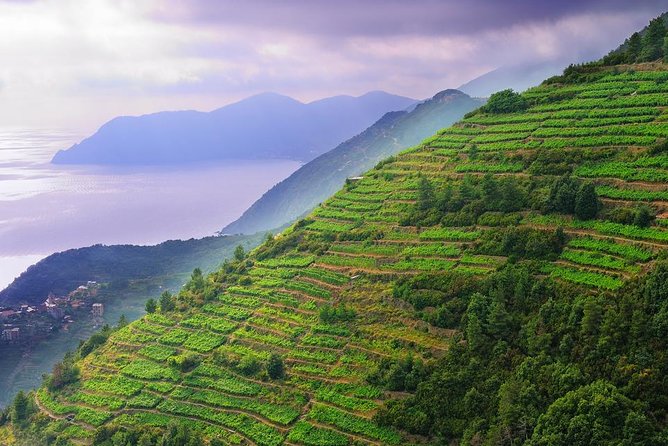 Cinque Terre and Pisa Full-Day Private Shore Excursion from Livorno Port - Is $481.51 per person a fair price?