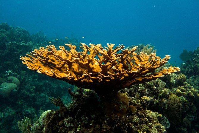 Cruise Excursion – 2 Scuba Dives with transport (for certified divers) - From the cruise port to West Bay