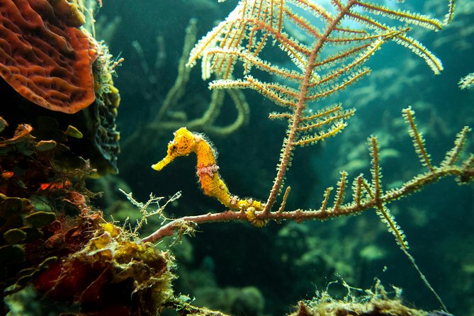 Cruise Excursion – 2 Scuba Dives with transport (for certified divers) - West Bay gives the morning a better setting