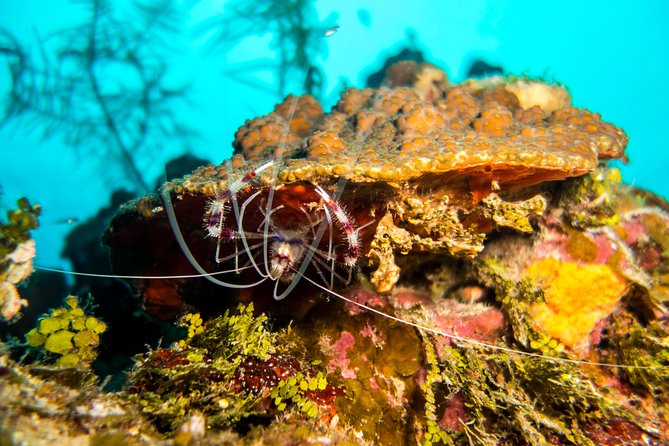 Cruise Excursion – 2 Scuba Dives with transport (for certified divers) - Is $185 a fair price?