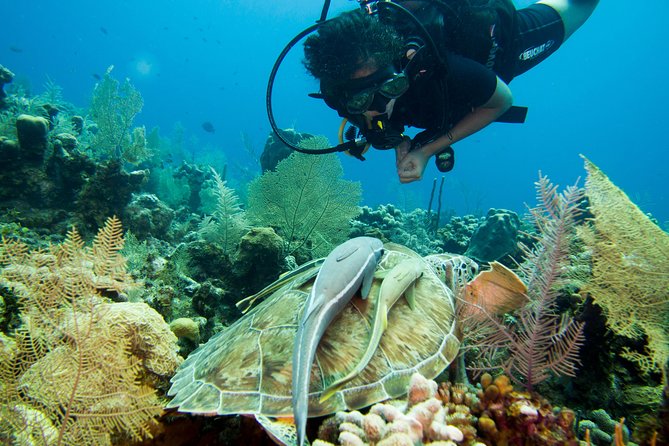 Cruise Excursion – 2 Scuba Dives with transport (for certified divers) - Two boat sessions on the Mesoamerican Reef