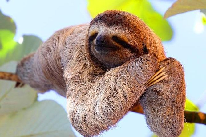 Cruise Ship Combo: Sloths, Chocolate Factory, City Tour, Beach, Private Shuttle - A compact Roatan day away from the ship