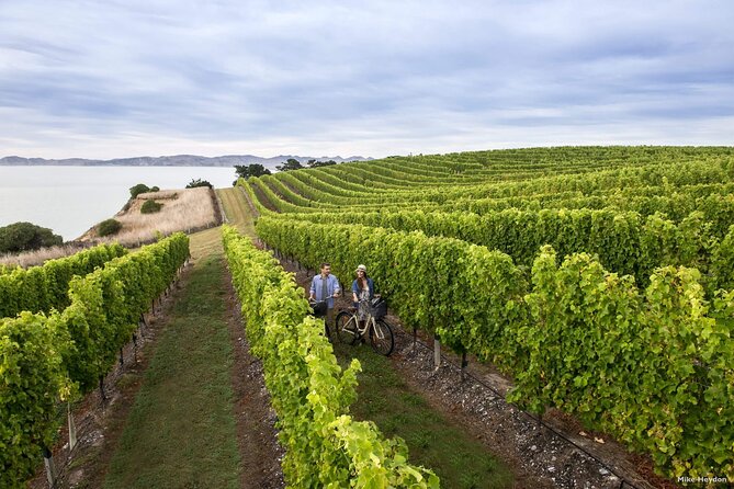 CRUISE SHIP DAY Marlborough Hop On Hop Off Wine Tours - Cellar doors and lunch among the vines