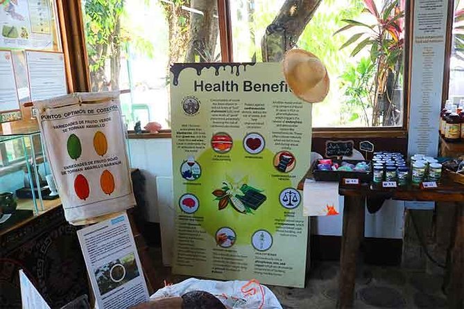 Cruise Ship Family Chocolate Factory, Sloths & Monkeys, Beach, Transportation - What to expect at the beach