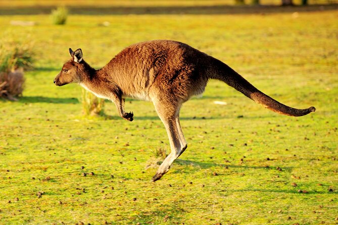 CRUISE SHIP Wildlife Tour - A Full Wildlife Day From Penneshaw