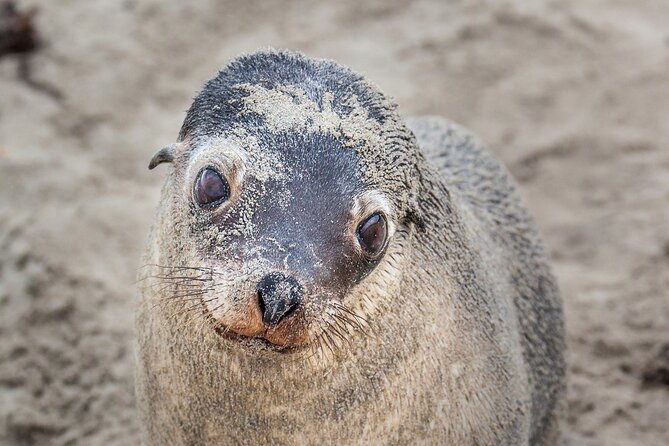 CRUISE SHIP Wildlife Tour - How This Day Compares With a Private Wildlife Outing