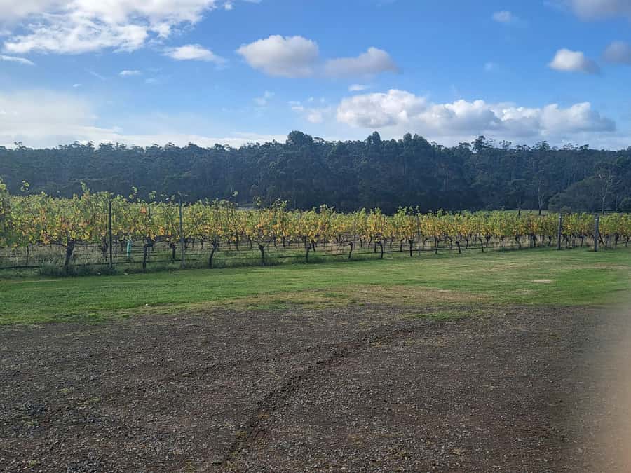 Cruise Ship - Wine Shore Excursion - Hobart - Starting with a family-owned vineyard