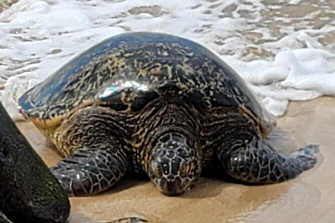 Cruise Ship with Direct "Pier Pick Up" All Fee's Included - A practical first day on Oahu