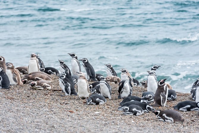 Cruise Shore Excursion Ea San Lorenzo Peninsula Valdes - Patagonia - Argentina - Key points to know