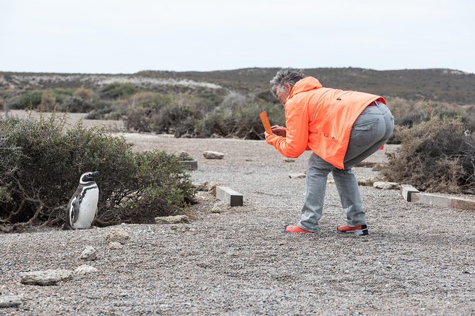 Cruise Shore Excursion Ea San Lorenzo Peninsula Valdes - Patagonia - Argentina - Why the penguins make the long ride worthwhile