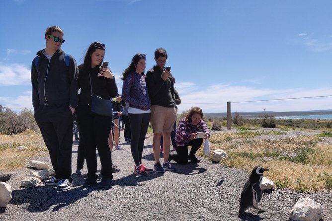 Cruise Shore Excursion Punta Tombo with Boxlunch from Pto Madryn - Key points before you book
