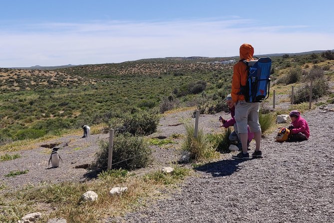 Cruise Shore Excursion Punta Tombo with Boxlunch from Pto Madryn - Why Punta Tombo is worth the long ride