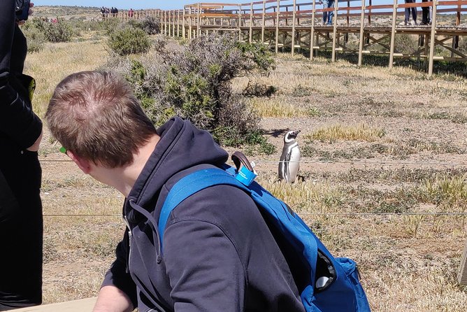 Cruise Shore Excursion Punta Tombo with Boxlunch from Pto Madryn - Guides make the long drive easier