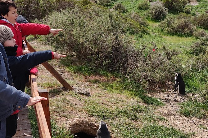 Cruise Shore Excursion Punta Tombo with Boxlunch from Pto Madryn - Walking the 1.5-kilometer penguin route