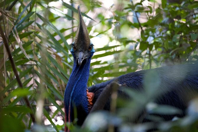 Daintree, Cape Tribulation & River Cruise from Port Douglas - Mossman Gorge starts the day with rainforest and culture